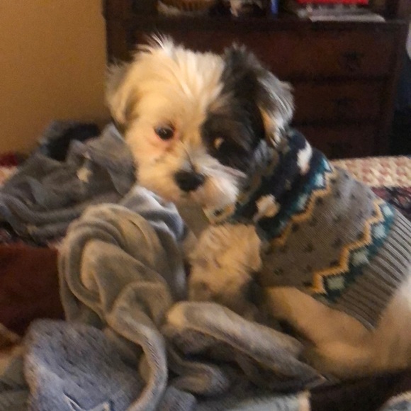 Meet your Posher, Rita - Picture 1 of 1